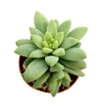 2" Sedum Brazil
